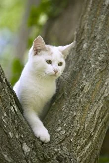 Cat - White cat in tree fork