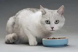 Grey And White Prints: Cat - white & grey cat in studio eating from a bowl