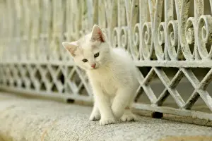 Cat White kitten