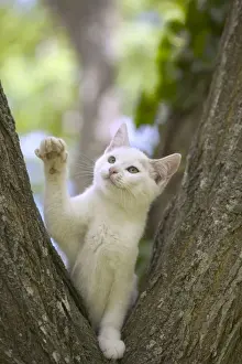 Cat White kitten in tree