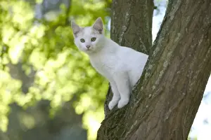 Kitten Prints: Cat - White kitten in tree