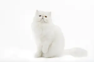 Odd Eyes Prints: Cat - white Persian with different coloured eyes in studio - one eye blue the other yellow / orange