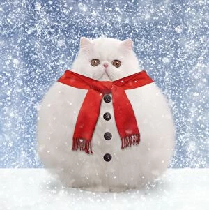 Cats Gallery: Cat - White persian - snowman with scarf