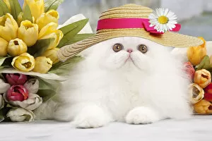 Bonnet Gallery: Cat - White persian wearing an Easter bonnet amongst flowers Date: 28-04-2013