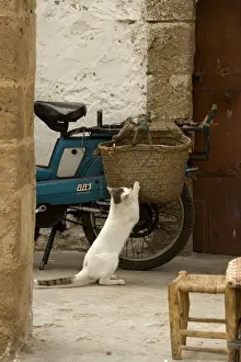 Scratching Prints: Cat - white & tabby cat scratching claws on woven bag on back of motobike. Morocco