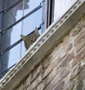Cat - on window ledge