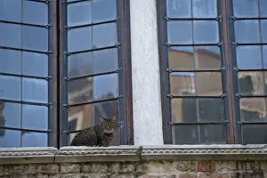 Windows Prints: Cat - on window ledge - Venice - Italy
