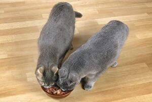 Cat - x2 eating