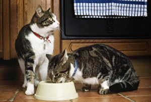 Images Dated 19th September 2007: Cat - x2 eating