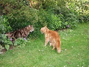 Cat - x2 male Cats in aggressive mode