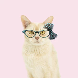 Bows Gallery: Cat -&,xa0;Burmese wearing glasses Cat -&,xa0;Burmese Cat -&,xa0;Burmese wearing glasses Cat -&