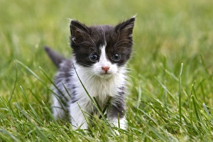 Images Dated 15th June 2006: Cat - young black & white kitten
