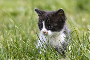 Images Dated 15th June 2006: Cat - young kitten