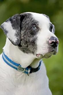 Collars Prints: Catahoula Leopard Dog / Louisiana Catahoula Leopard Dog