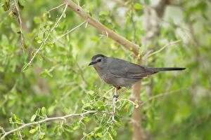 Images Dated 2nd May 2012: Catbird
