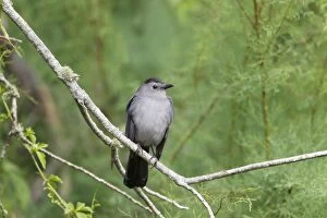 Images Dated 17th April 2012: Catbird