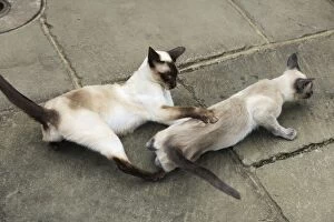 Play Fighting Collection: CAT.Blue point siamese cat and chocolate point siamese cat playing