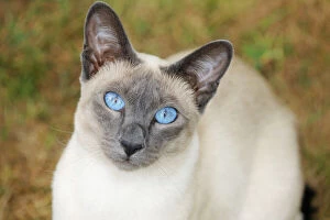 Images Dated 14th July 2010: CAT.Blue point siamese cat sitting on grass
