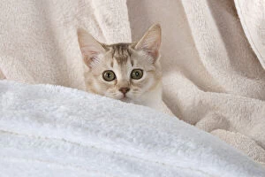 Burmilla Gallery: CAT.Caramel silver Burmilla in coloured towels Date: 25-Mar-19