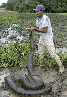 Images Dated 25th April 2004: Catching a Green ANACONDA - in