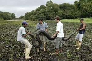 Images Dated 25th April 2004: Catching a Green ANACONDA in