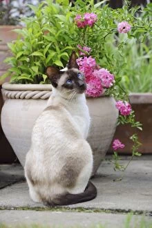 Images Dated 14th July 2010: CAT.Chocolate point siamese cat sitting in front of a flower pot