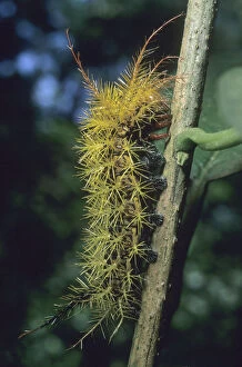 Caterpillar Gallery: Catepillar, unknown species, Iguacu Falls