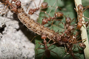 Caterpillar Gallery: Caterpillar - being attacked by Fire Ants (Formicidae)
