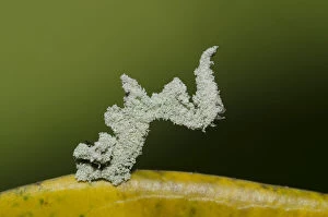 Caterpillar - camouflaged with fine powder for protection
