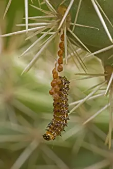 Cholla Prints: Caterpillar of the Cholla Moth - on cholla cactus (Opuntia spp)