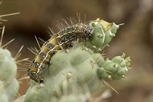 Images Dated 16th August 2006: Caterpillar of the Cholla Moth (Euscirrhopterus cosyra) on cholla cactus (Opuntia spp)