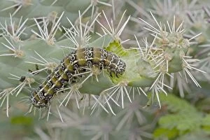 Images Dated 16th August 2006: Caterpillar of the Cholla Moth (Euscirrhopterus cosyra) on cholla cactus (Opuntia spp)