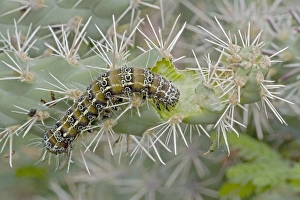 Images Dated 16th August 2006: Caterpillar of the Cholla Moth (Euscirrhopterus cosyra) on cholla cactus (Opuntia spp)