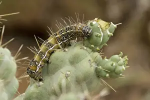 Caterpillar of the Cholla Moth (Euscirrhopterus cosyra) on cholla cactus (Opuntia spp. ) - Sonoran Desert - Arizona - Family Noctuidae - Caterpillars feed on cholla cactus (Opuntia) during summer rainy season