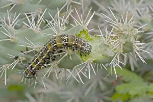 Caterpillar of the Cholla Moth (Euscirrhopterus cosyra) on cholla cactus (Opuntia spp. ) - Sonoran Desert - Arizona - Family Noctuidae - Caterpillars feed on cholla cactus (Opuntia) during summer rainy season