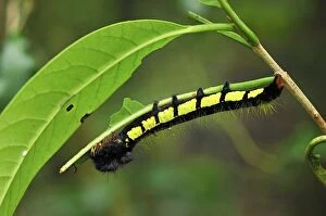 Caterpillar of a moth (Borocera sp. )