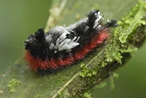 Caterpillar of a moth Braulio Carillo N. P. Costa Rica