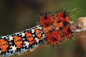 Images Dated 4th January 2008: Caterpillar of a moth - Montagne des Francais Reserve - Antsiranana - Northern Madagascar