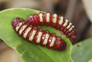 Images Dated 16th March 2006: Caterpillars - on leaf Bastimentos National Park Bocas del Toro, Panama
