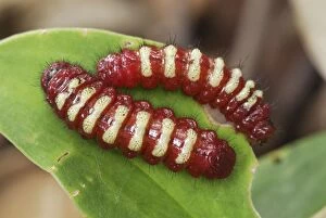 Caterpillars - on leaf (Lepidoptera)