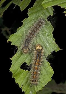 Images Dated 21st June 2005: Caterpillars of the nut-tree tussock moth, on hornbeam leaf