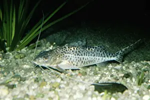 Catfish Prints: Catfish