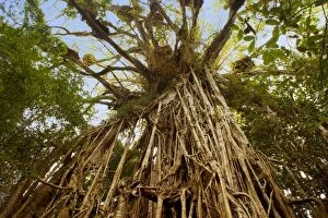 Cathedral Fig Tree - this is the most impressive Strangler Fig on the Atherton Tablelands