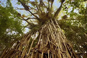 Figs Prints: Cathedral Fig Tree - this is the most impressive Strangler Fig on the Atherton Tablelands