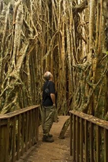 Cathedral Fig Tree - tourist stands on a boardwalk
