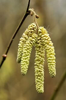 Images Dated 18th February 2008: Catkins from Common Hazel - The Common Hazel can hardly be called a tree