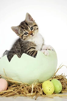 Easter Collection: CAT.Kitten sitting in egg