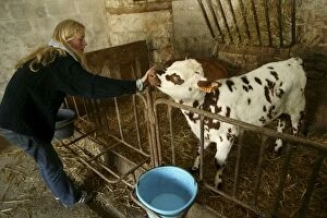 Barns Gallery: Catle - Calf, with girl in farm stable
