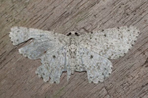 Catoria Moth - with unusual white wing pattern