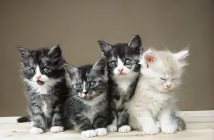 Cats 4 Kittens sitting together